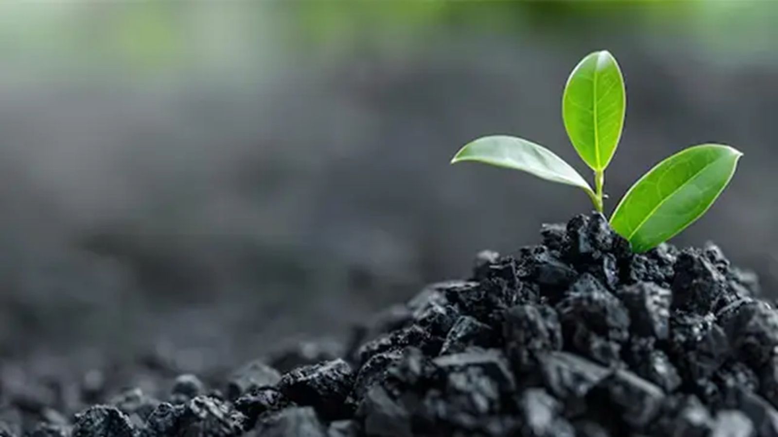 Biochar agricole